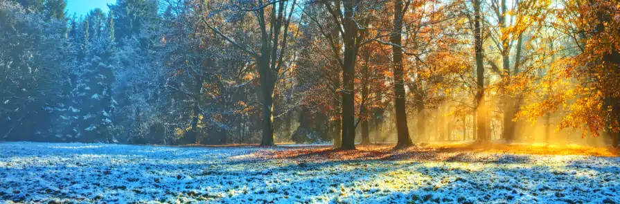 wintery forest scene with frost on the left and sunlight on the right