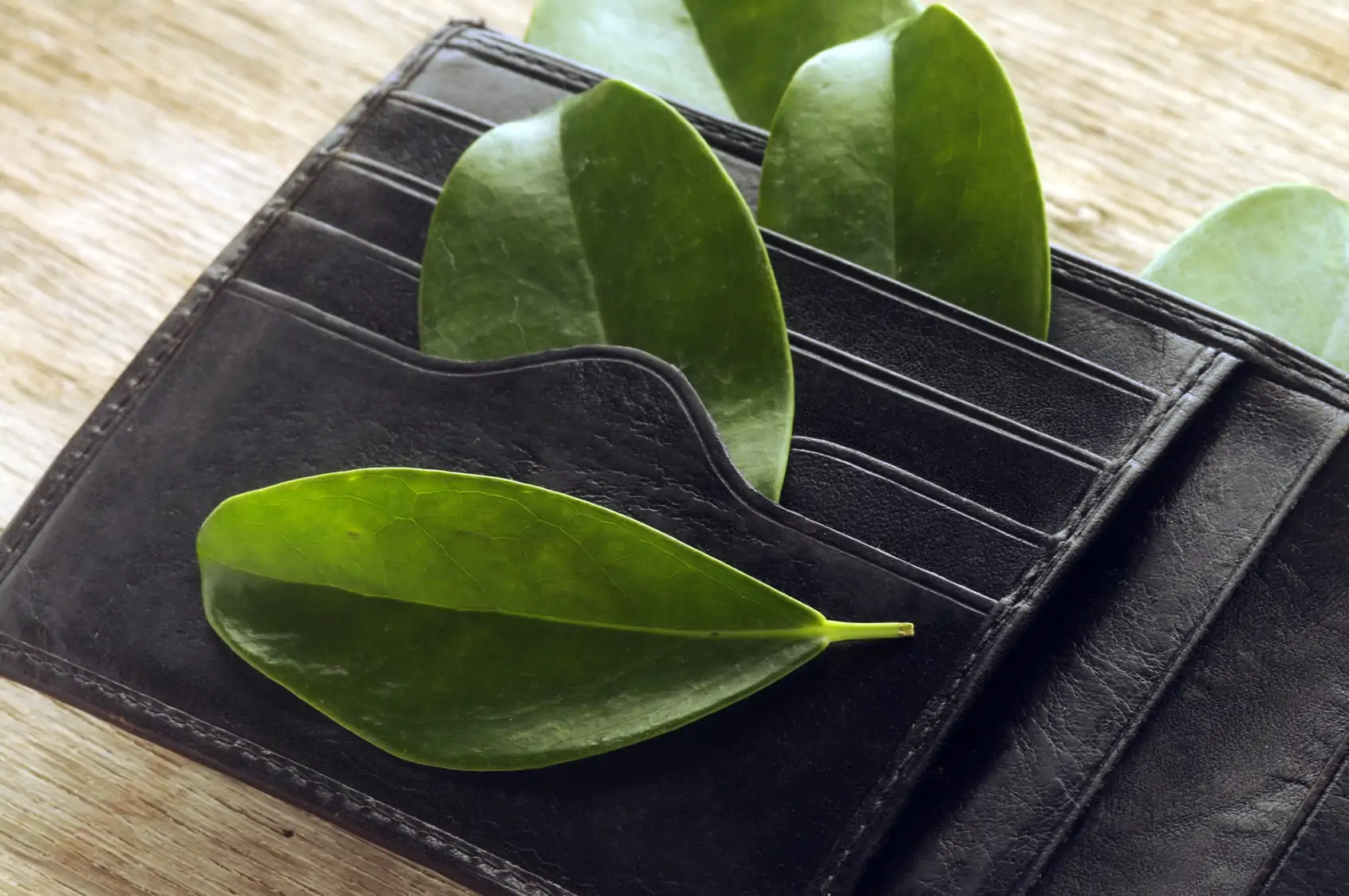 Artificial leather wallet with plant leaves inserted where cards would normally be